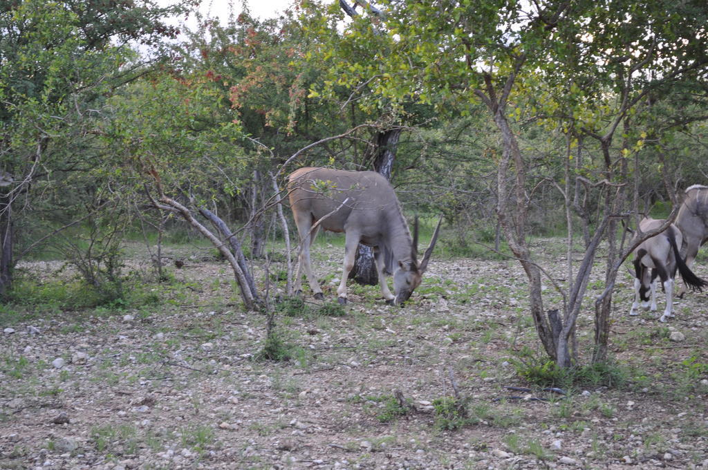 Etotongwe Lodge Outjo Exteriér fotografie